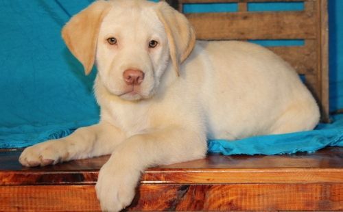 Charming Labrador Retriever puppies For Sale