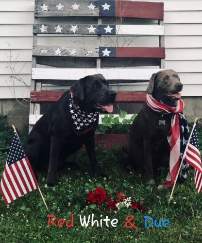 Charcoal/silver Labrador