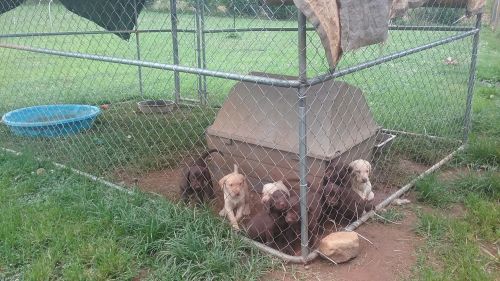 lab puppies