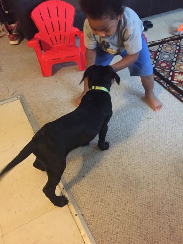 Black Lab/Pit mix. Lovable little puppy who’s looking for a good home.