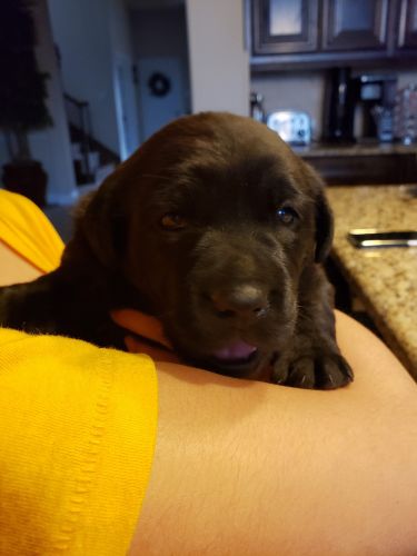 Labrador adult and a puppy