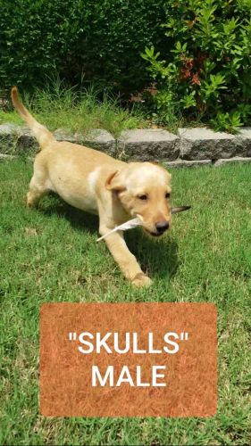 PRE-REGISTERED AKC & UKC LABRADOR PUPPIES