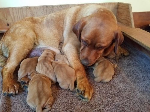 AKC English Fox Red Labradors