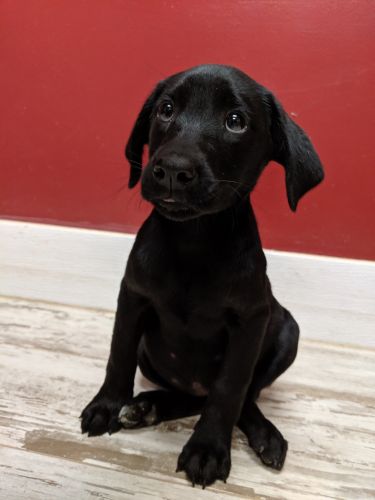 Phoenix Labrador Puppies