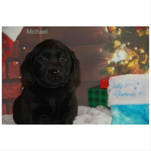 Labrador Retriever Puppies for sale in Beverly Hills, CA, USA. price: $2,000