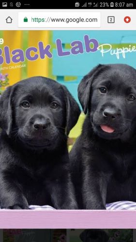Labrador puppies