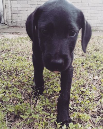 Labrador Retriever Puppies for sale in Houston, TX, USA. price: $400