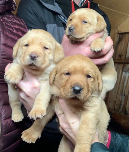 Labrador Retriever Puppies for sale in Phoenix, AZ, USA. price: NA