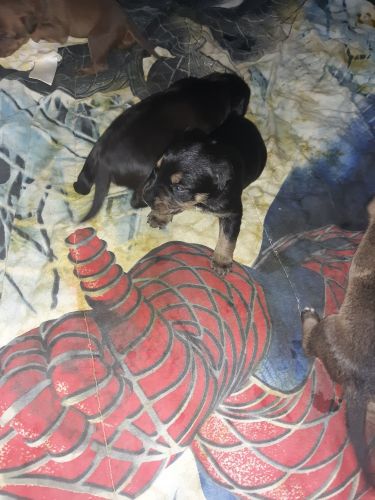 Lab pit Rottweiler mix