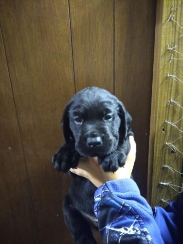 AKC purebred lab puppies