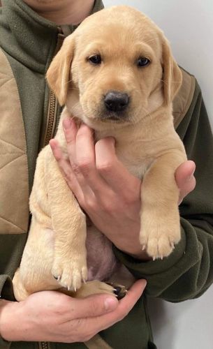 Labrador Retriever Puppies for sale in Dallas, TX, USA. price: $500