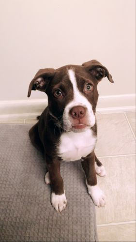 Lab Pit Mix -4 months