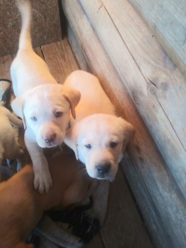 Lab puppies