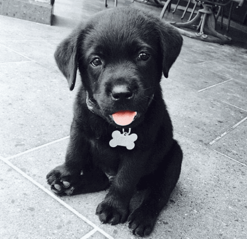 Labrador Retriever Puppies for sale in Los Angeles, CA, USA. price: NA