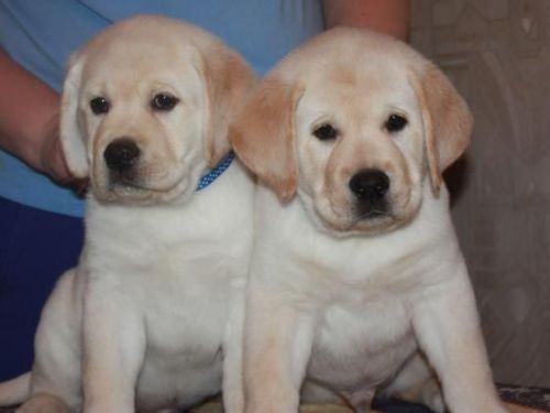 Labrador retriever pups at a give away price