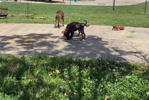 Labrador Mixed Puppies 4 months Old