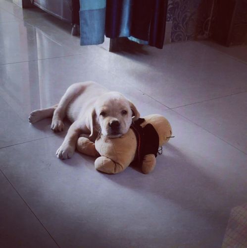 Labrador Puppy