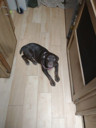 Chocolate lab mixed, 6 month female puppy
