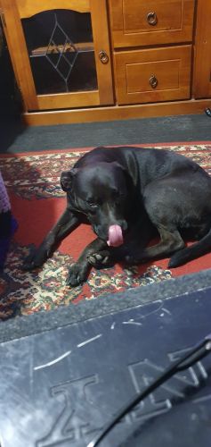 Labrador Husky Puppies for sale in Mount Druitt NSW 2770, Australia. price: NA