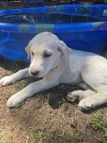 Playful lifetime friend