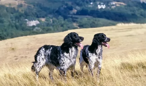 large munsterlander dogs - caring