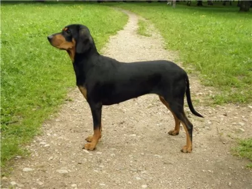 latvian hound