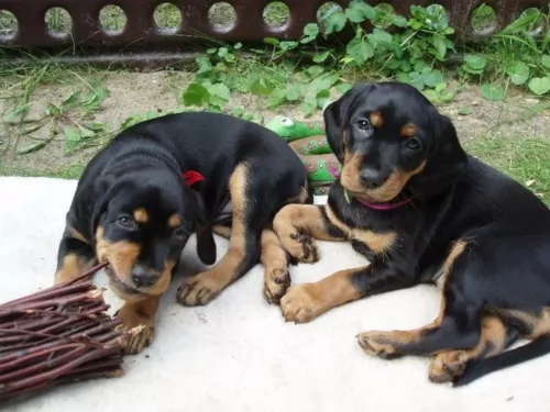 latvian hound puppies - health problems