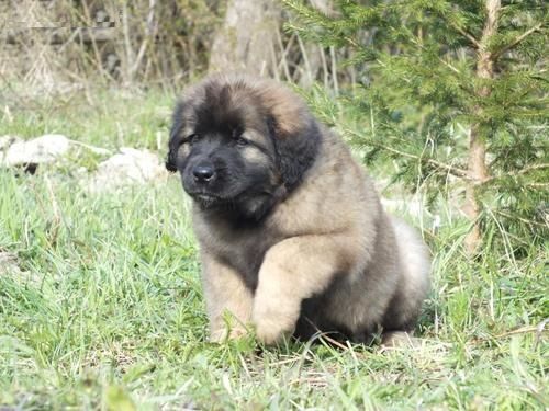 LEONBERGER puppy available