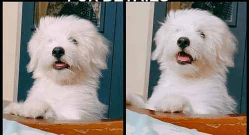 Lhasa Apso Puppies for sale in Madipakkam, Chennai, Tamil Nadu, India. price: 16000 INR