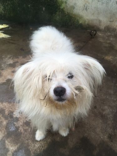 LAHAS APSO -Male-White