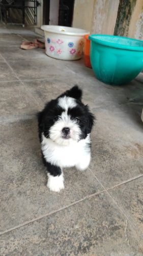 Lhasa Apso Puppies for sale in Choolaimedu, Chennai, Tamil Nadu, India. price: 6,500 INR