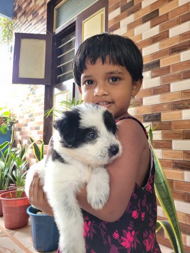 Lhasa Apso Puppies for sale in Guduvancheri, Tamil Nadu, India. price: 6500 INR