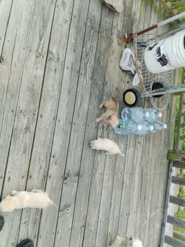 these babies are a great addition to your family