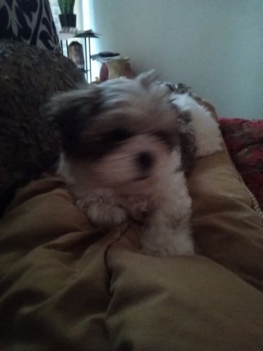 Lhasa Apsos for sale