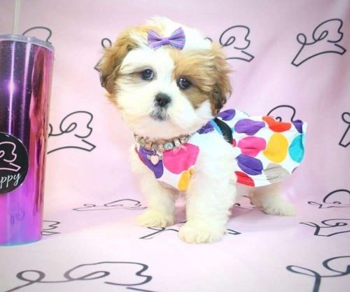 Lhasa Apso Puppies for Sale