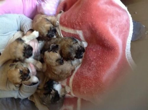 Lhasa Apso Pups X6 Kc Redgistered 4boys 2 Girls