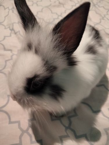 Baby lionhead rabbit