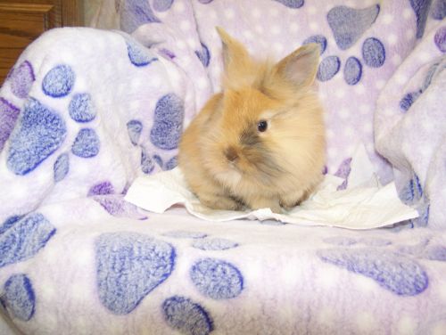 Beautiful gold & black Lionhead young rabbit