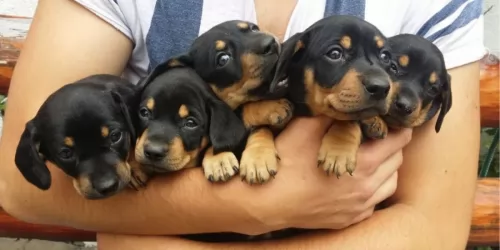 lithuanian hound puppies - health problems