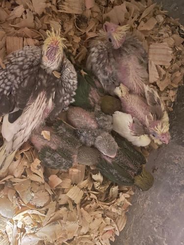 baby lovebirds and young lovebirds