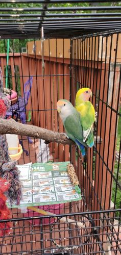 2 love birds 1 momma &1 baby