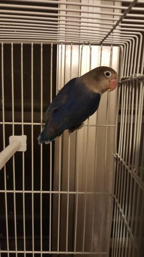 Violet Fischer Male Lovebird