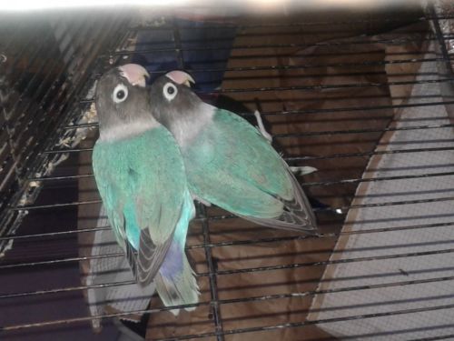 Beautiful love birds