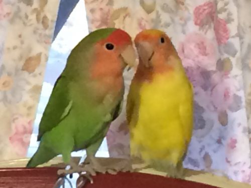 SOLD--Lovebirds for Sale