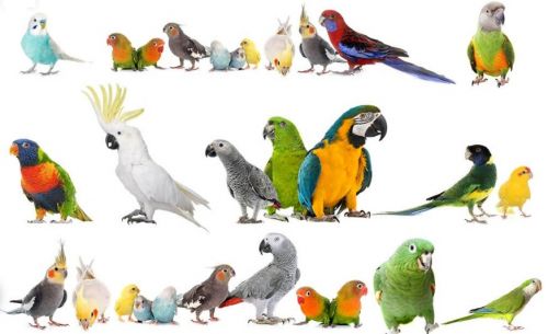 Parrots for adoption near me