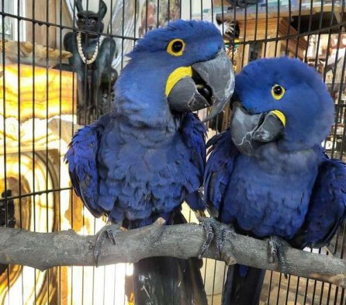 Tamed Hyacinth macaw