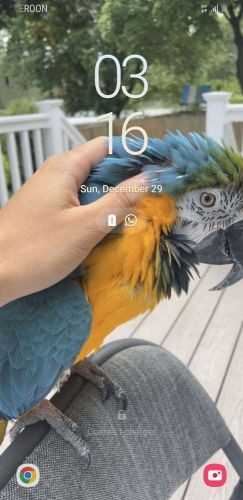 Blue & Gold Macaw parrots