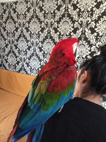 Macaw Birds for sale in Carlsbad, CA, USA. price: NA