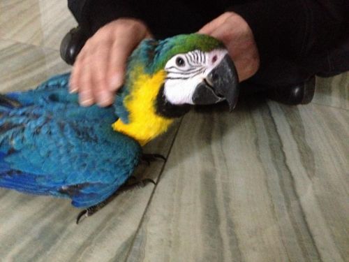 Macaw Birds for sale in Acampo, CA 95220, USA. price: $350