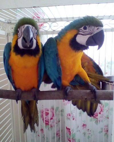 Macaw Birds for sale in Anchorage, AK, USA. price: NA